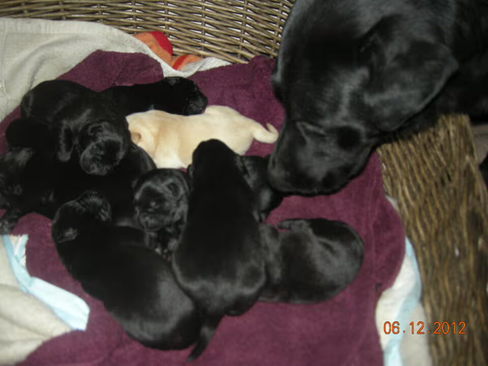 Pups van Valérine