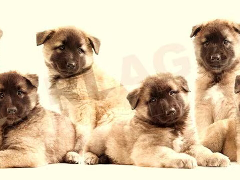 Pups van Namink
