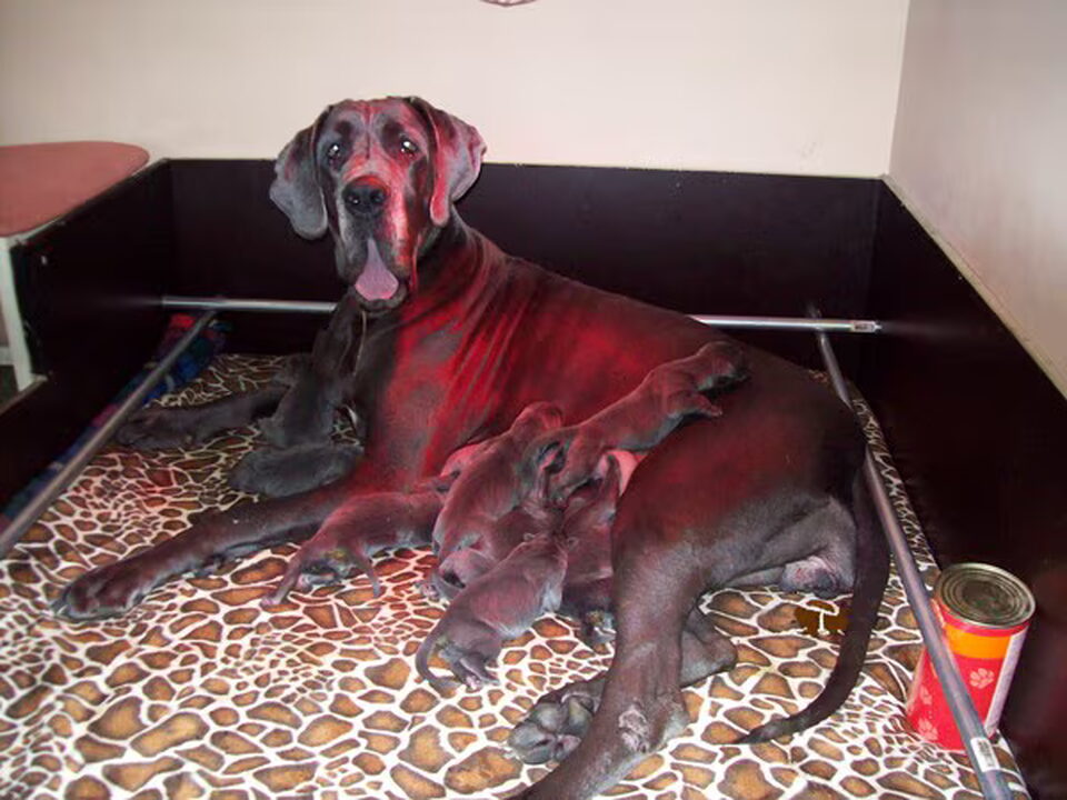 Pups van duitse doggen AMBAR VALIA