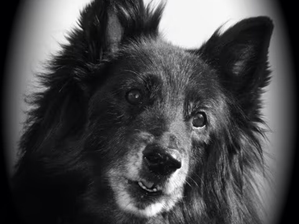 Belgische Herdershond, Groenendaeler