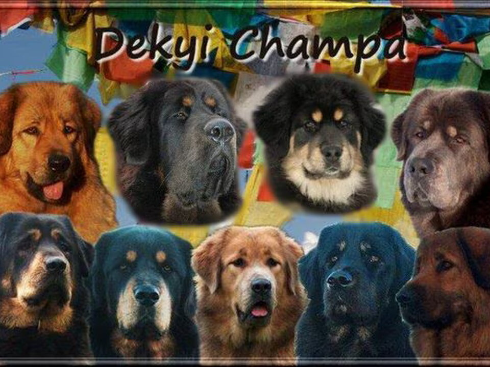 Foto van Do Khyi kennel DEKYI CHAMPA