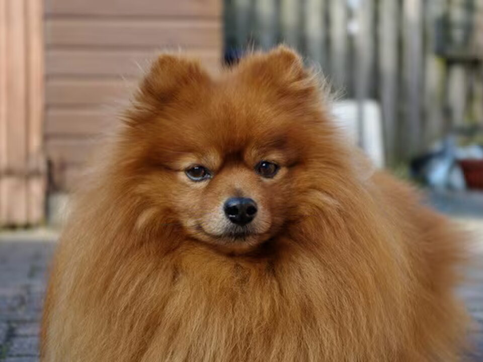 Keeshond, Dwerg