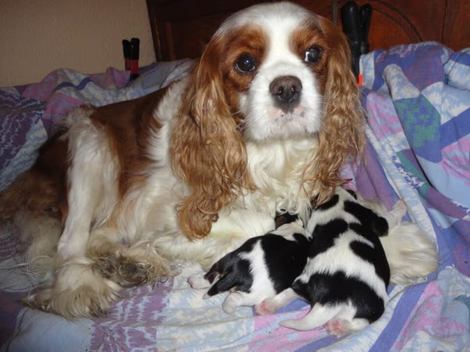 Pups van Nelly