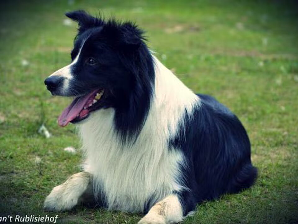Pups van Van't Rublisiehof