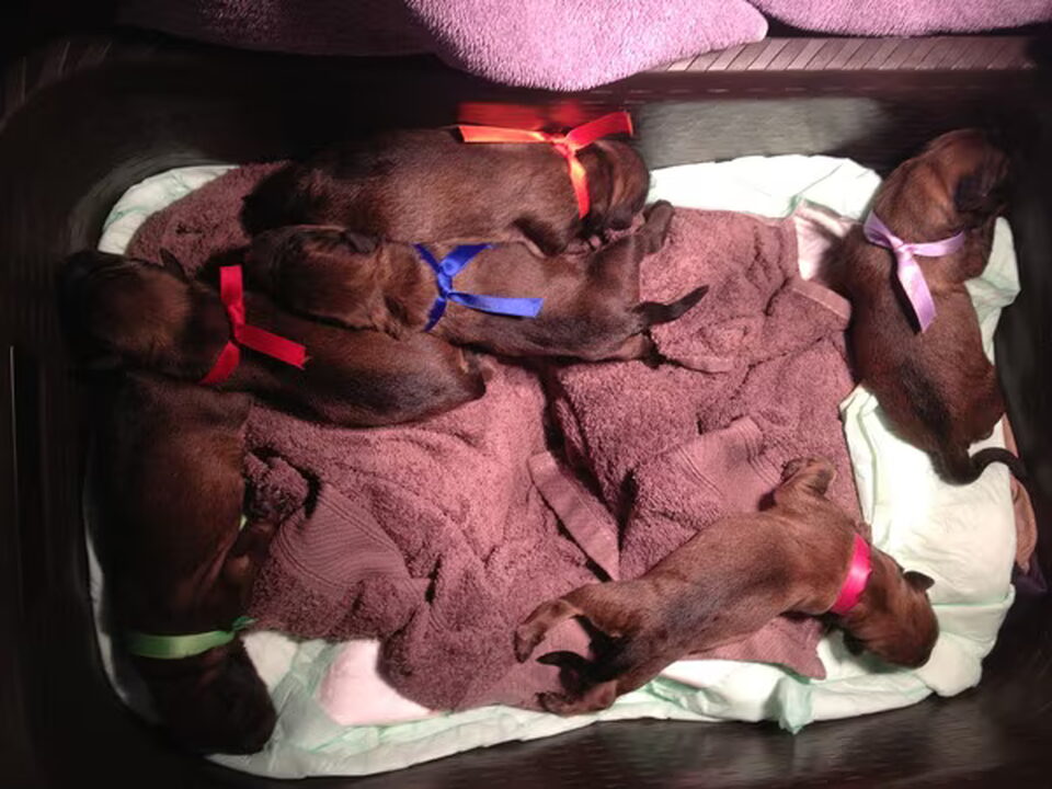 Pups van Izara's Milagros