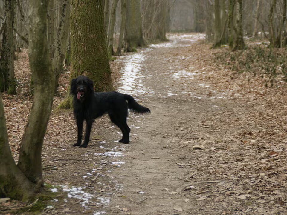Pups van Doedeltjes