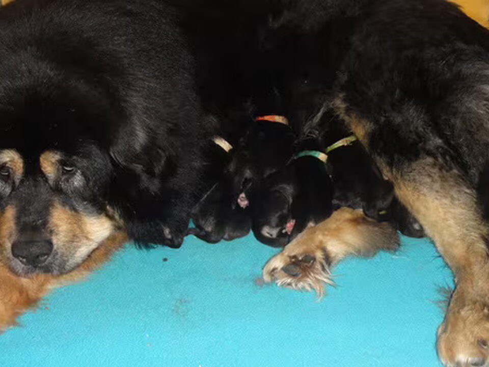Pups van Beautyful Arankah