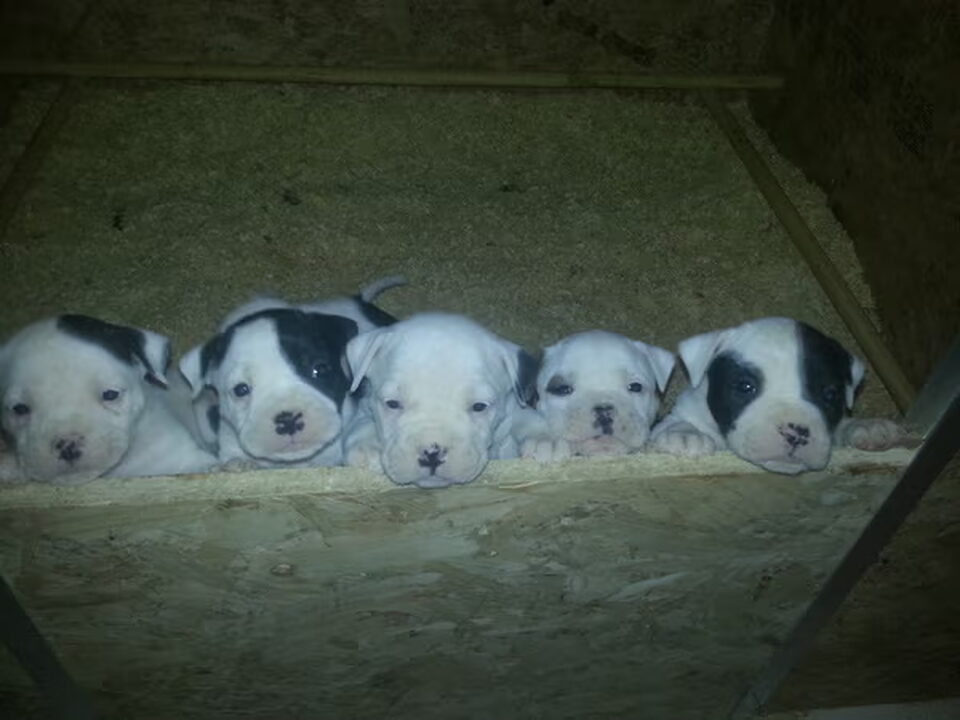 Pups van Twan en Lottie van Berge Henegouwen