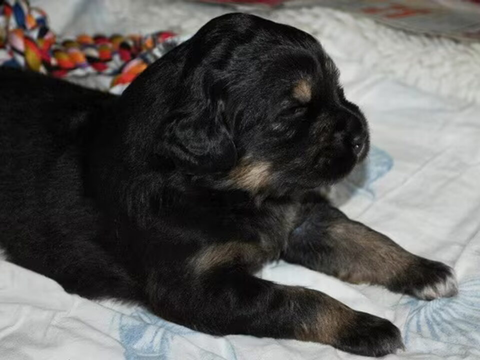 Pups van Chepodokhyi