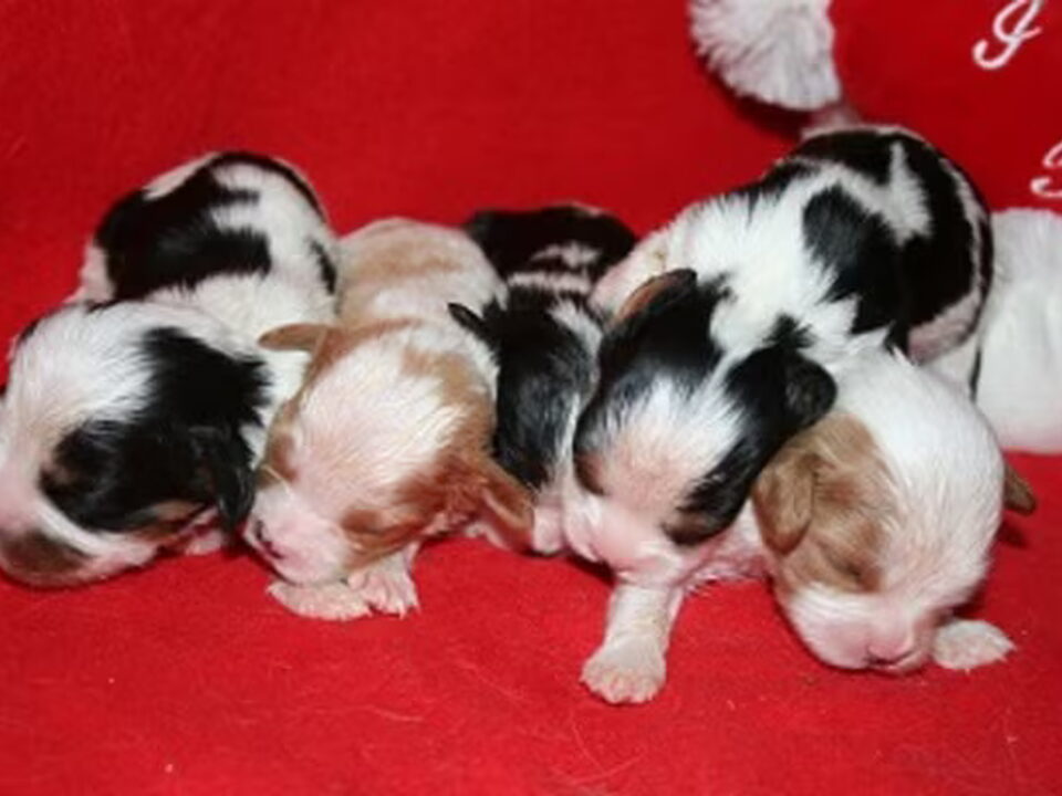 Pups van Of LyLa's Dream