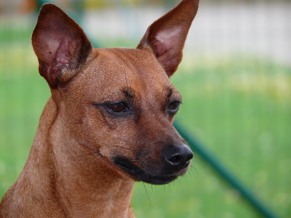 Dwergpinscher
