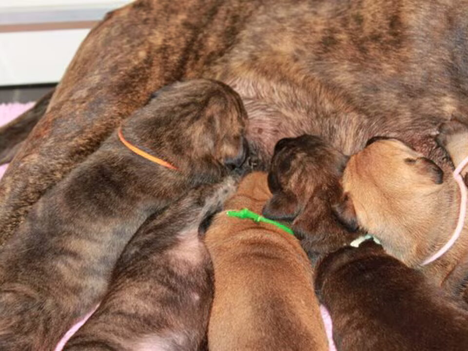 Pups van f de witte