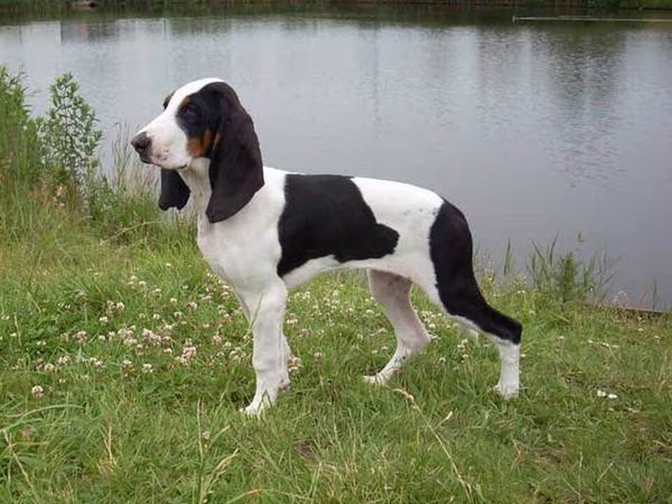 Berner Laufhund