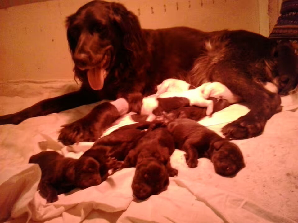 Pups van Kennel van de Jentelsbrink