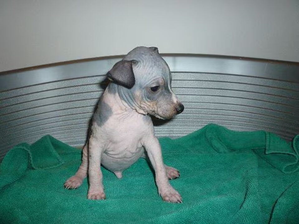 Pups van Caro Canou's