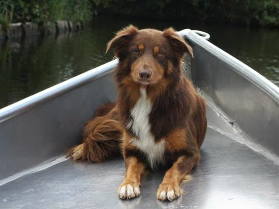 Pups van Lette de Bruine - From Let's Border