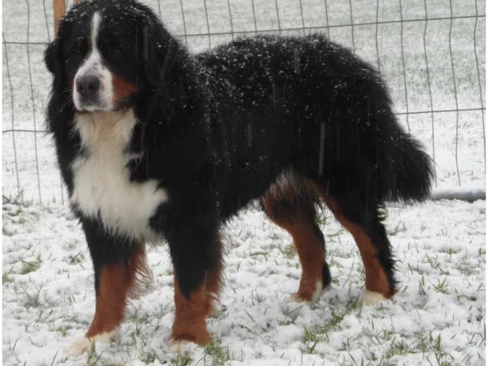 Pups van v/d Bernerwereld