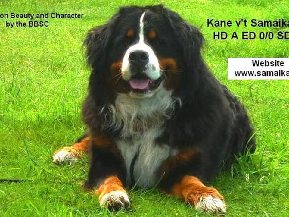 Foto van Berners v.d Samaika