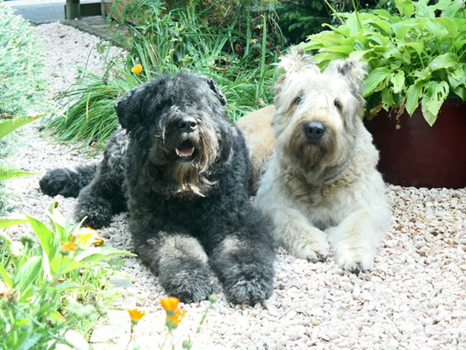 Pups van Herminahoeve