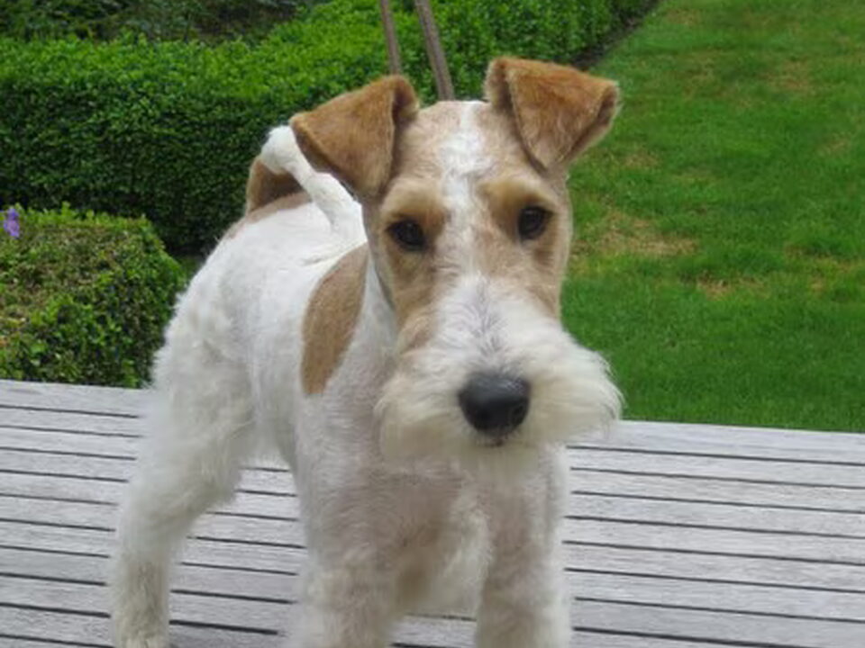 Foxterrier, draadhaar