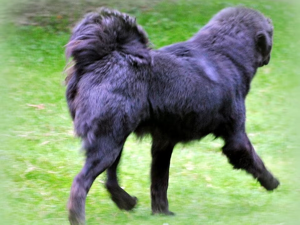 Foto van Detchema Tibetaanse Mastiff