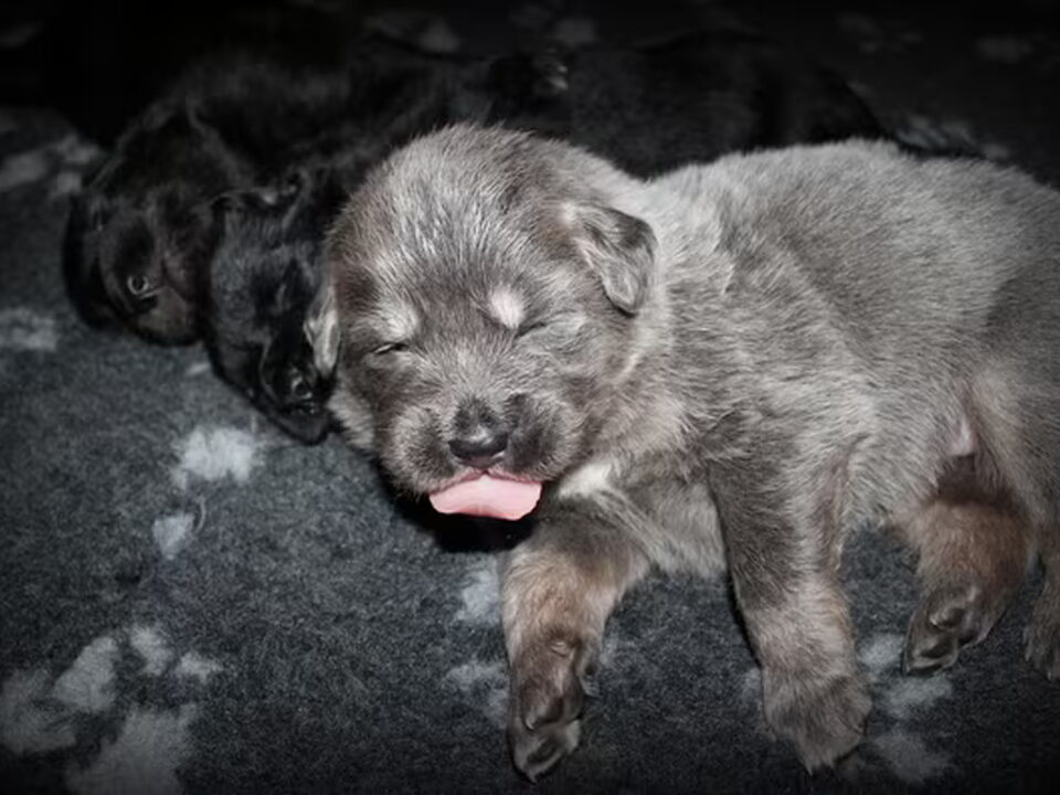 Pups van Detchema Tibetaanse Mastiff