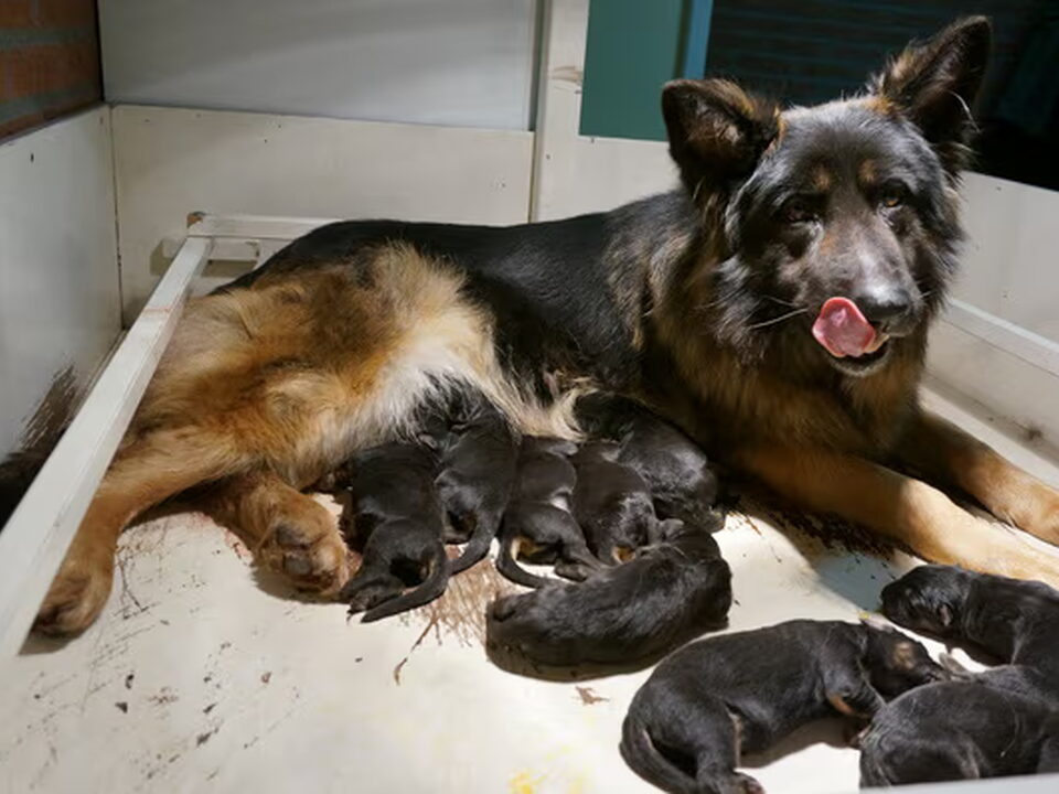 Foto van Oud duitse herder en Kooiker kennel