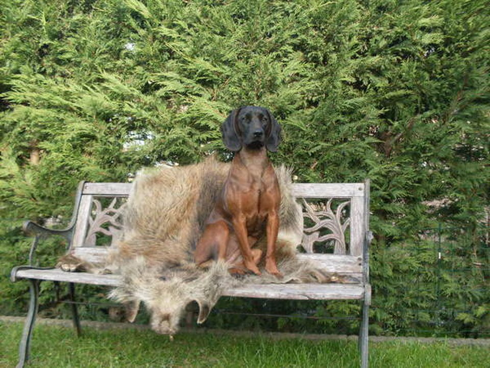 Pups van Du-Galouppe