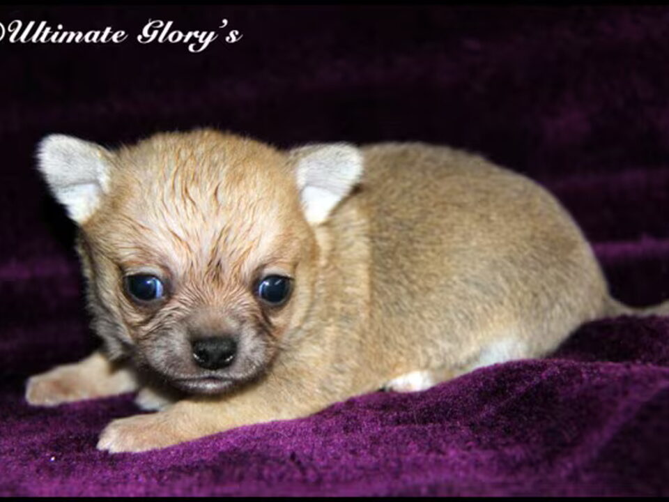 Pups van Ultimate Glory's