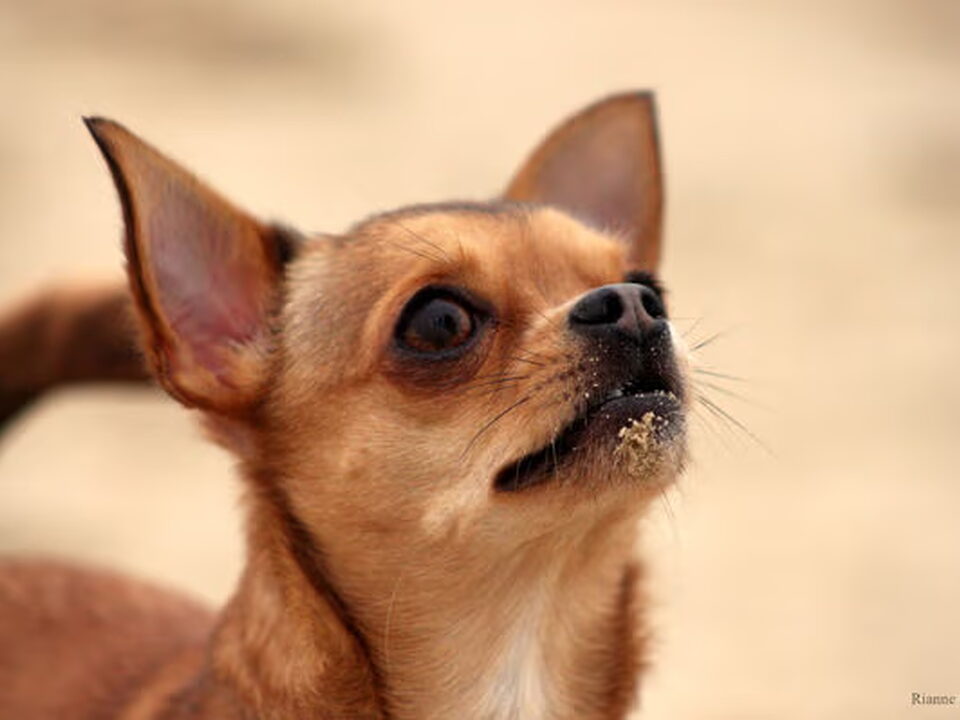 Chihuahua, korthaar