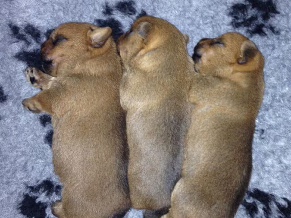 Pups van Corien Oostinga-de Lange