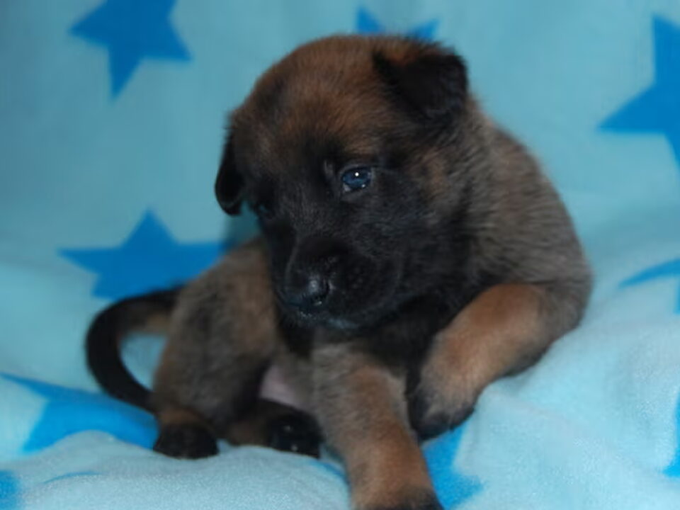 Pups van Mechelse Herders  "Van Goeden Huize"