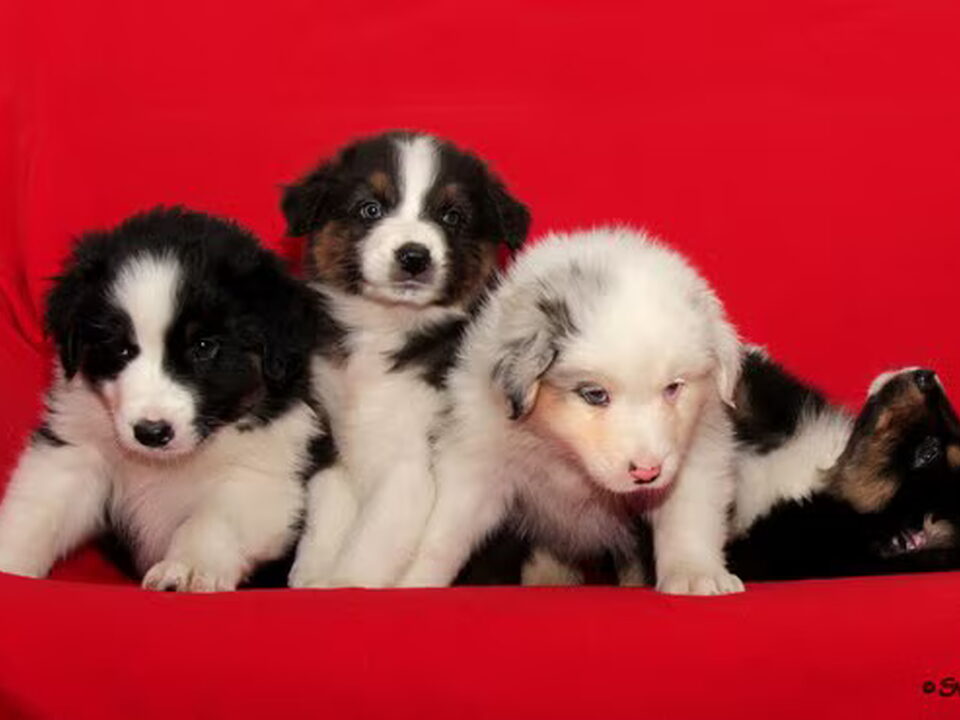 Pups van Tearaway's