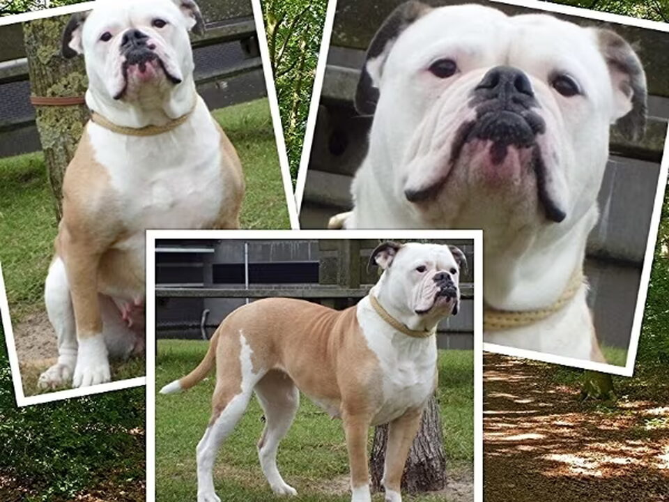 Pups van Irene