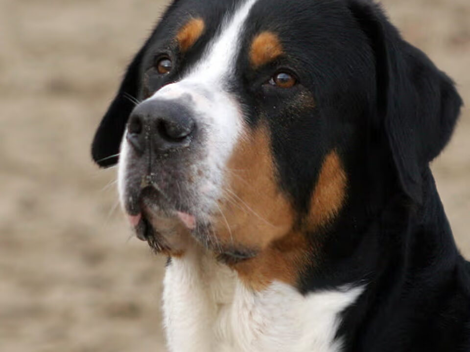 Grote Zwitserse Sennenhond