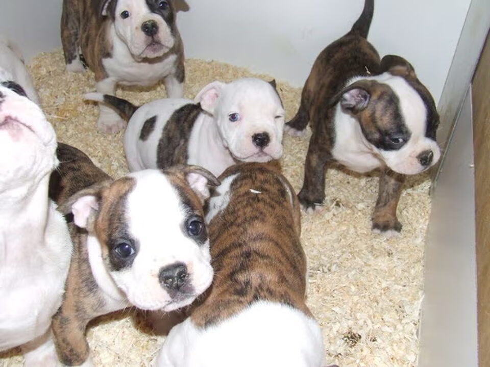 Pups van betuwebulls