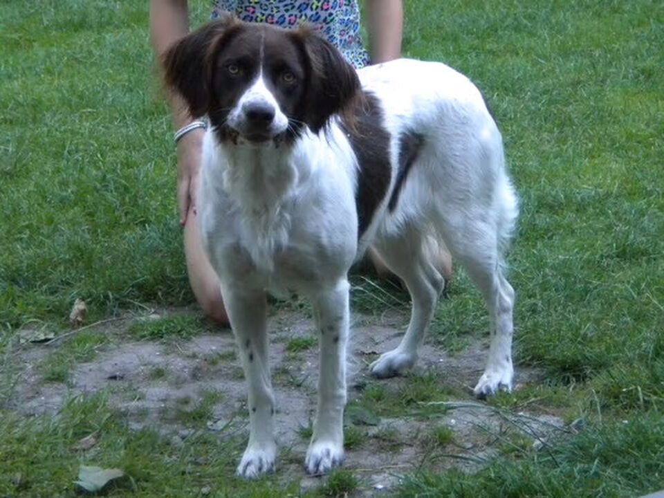 Pups van J.C. van der Linden
