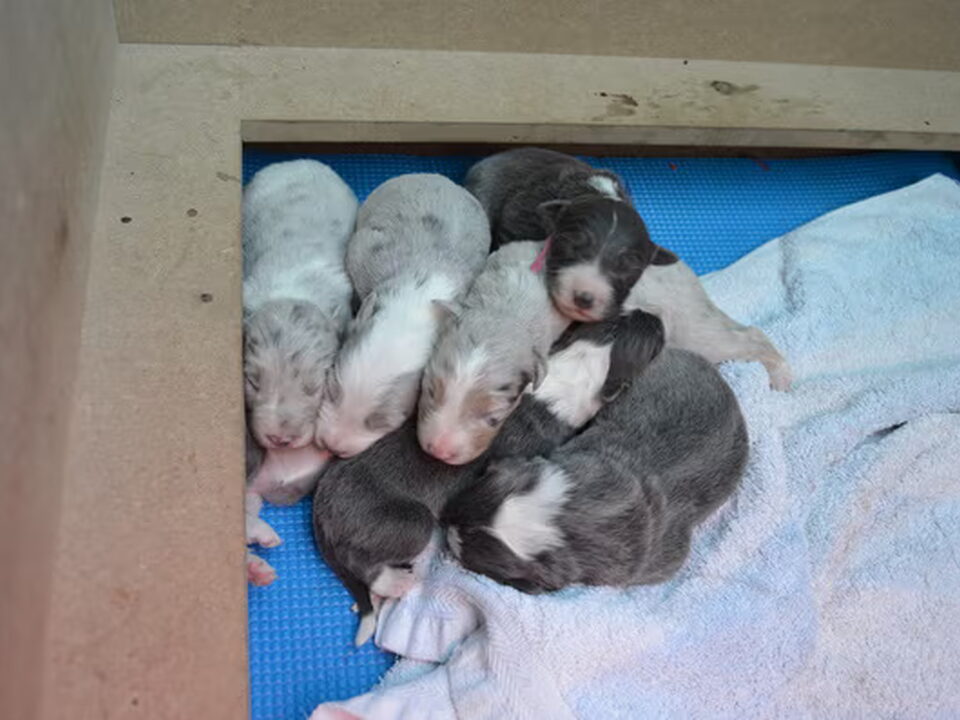 Pups van Zincke De Houwer
