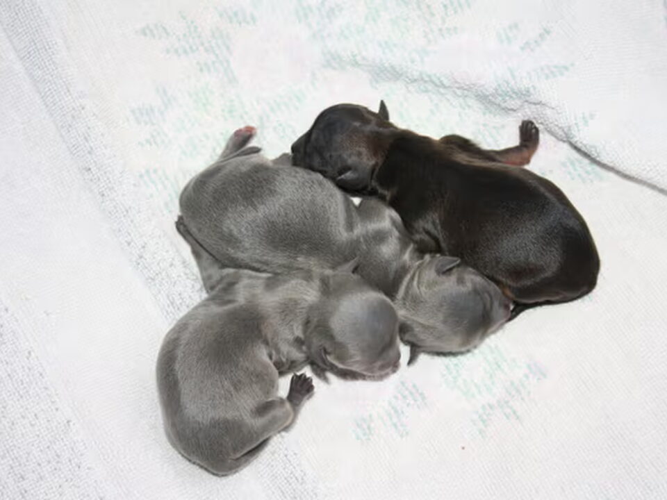 Pups van chikechihuahua