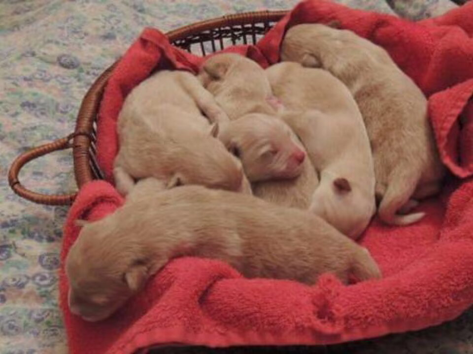 Pups van Du Jardin de Laponie