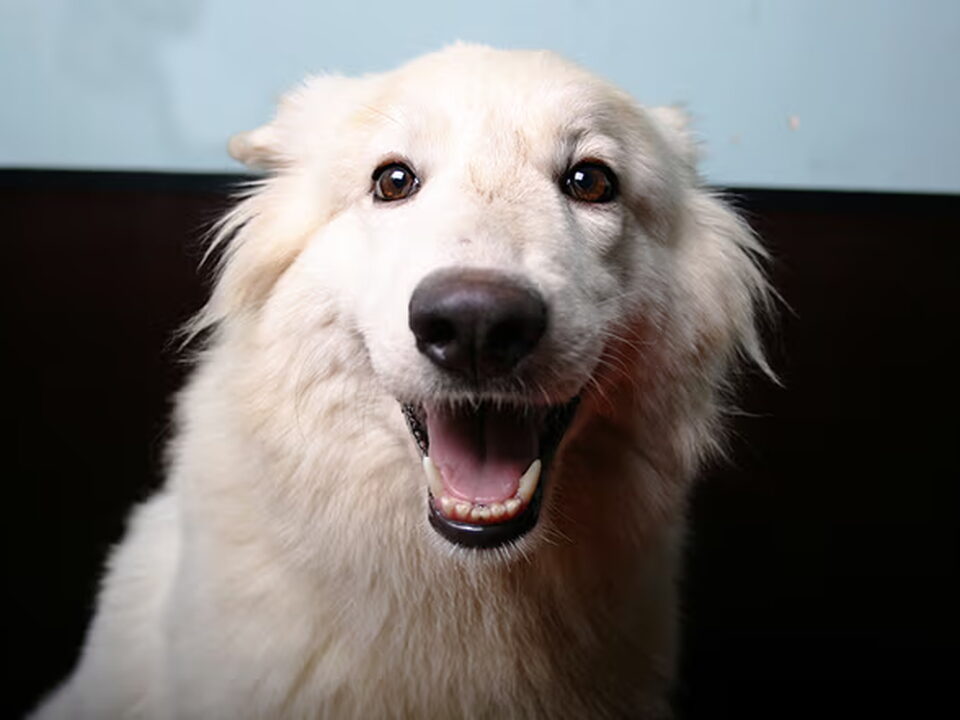 Pups van Dreamworks Witte Herders