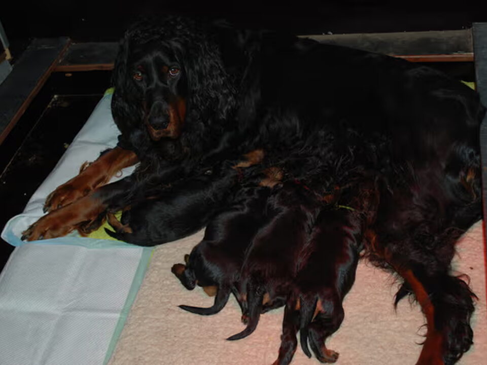 Foto van GORDON SETTERS FROM THE GRAZINGLAND
