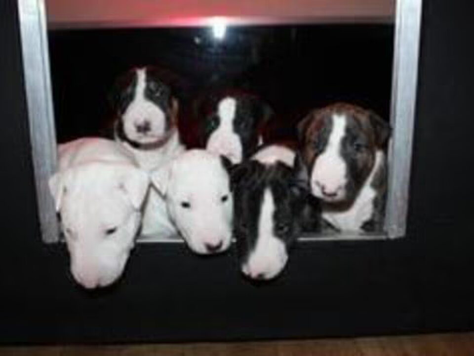 Pups van Snowfevers
