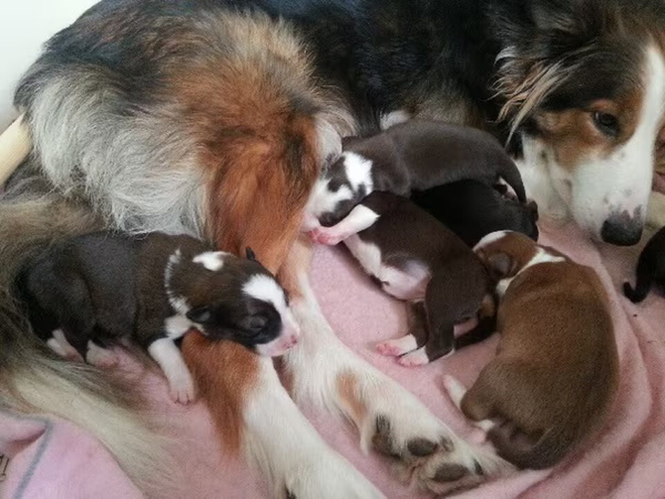 Pups van P Fuchs
