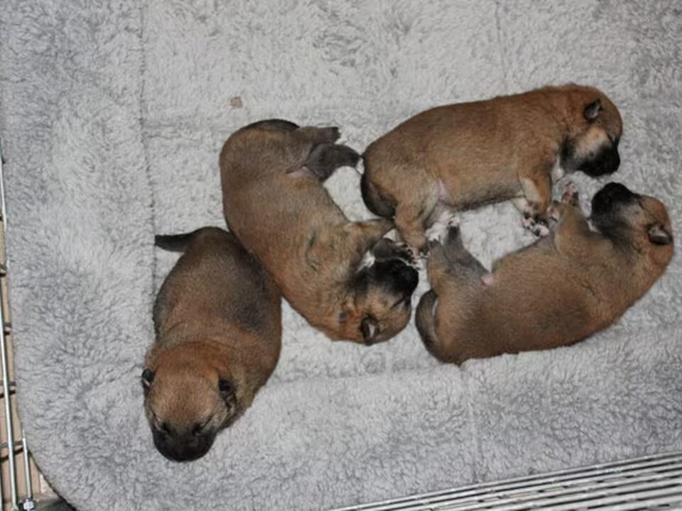 Pups van Mieke Drapier