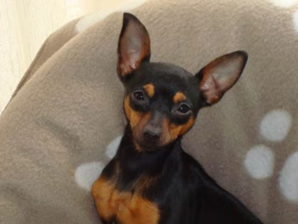 Pups van José