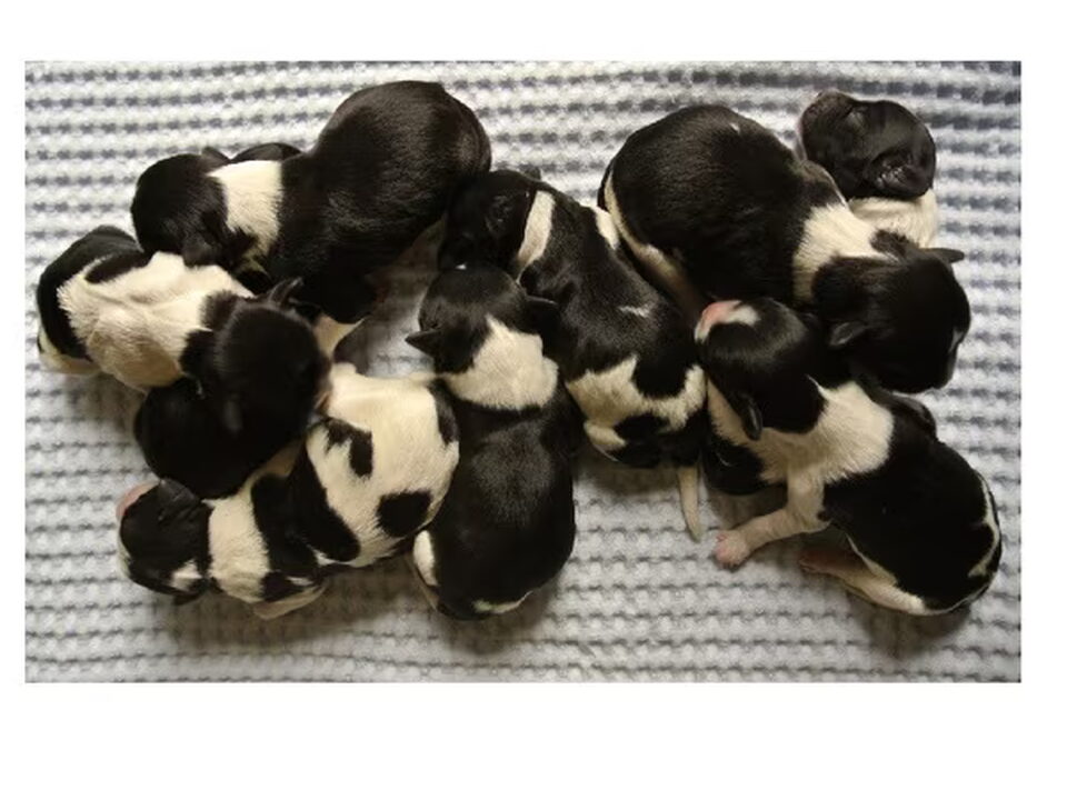 Pups van Villa dutch dog