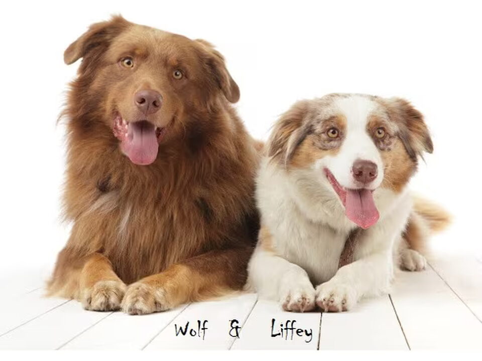 Pups van bigfood