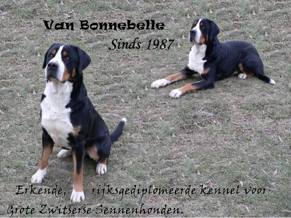 Foto van Bonnebelle's Sennendoodles