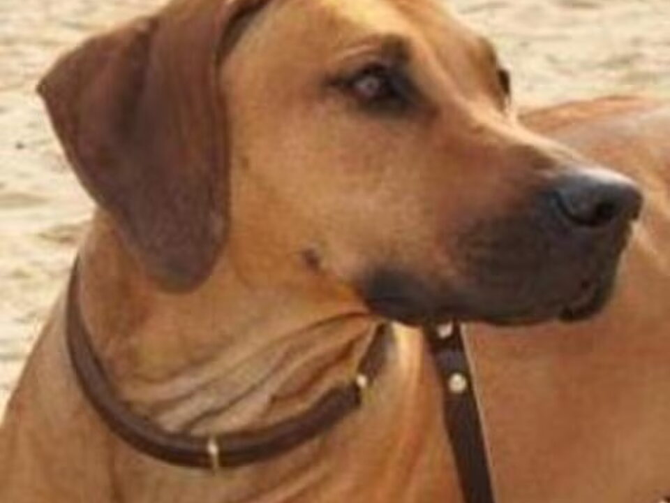 Pups van D van Maastrigt